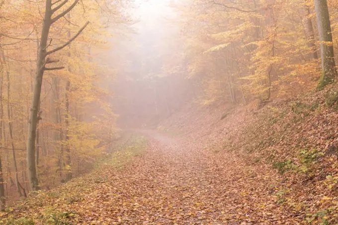 Autumn, autumn colours, forest, Bilstein, Sauerland