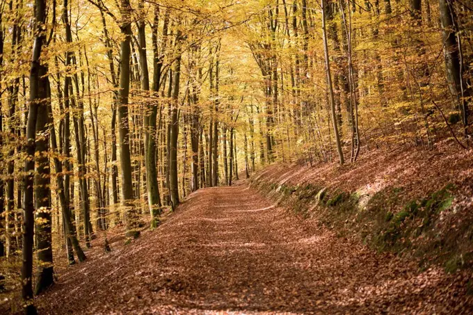 Autumn, autumn colours, forest, Bilstein, Sauerland, way