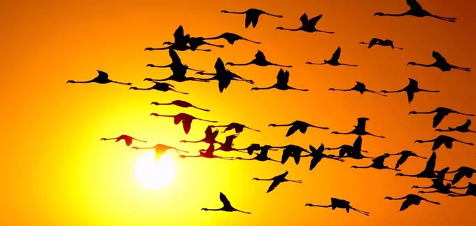 Flamingos at sunset, Namibia, Africa