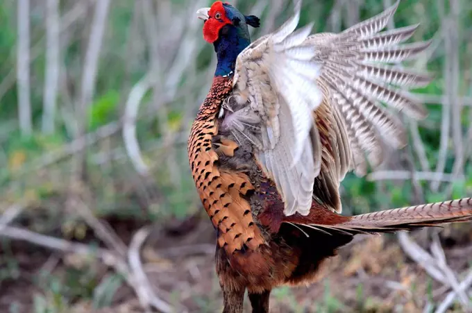 Pheasant