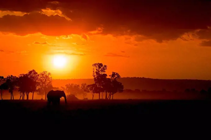 Masai Mara Park, Kenya, Africa The warm colors of Africa with the profile of one of the most characteristic animals of this country