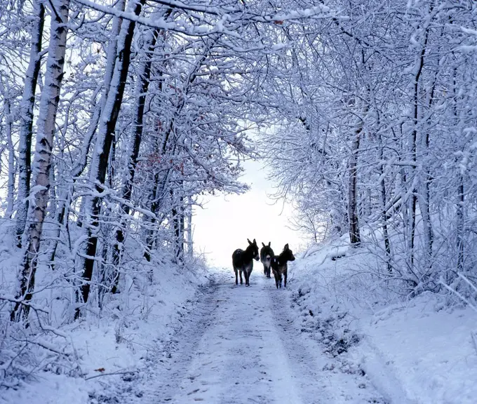 Three donkeys on snow-covered forest way