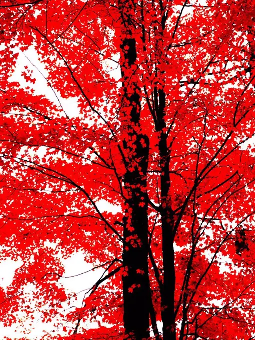 Trees with red leaves, Georgetown, Ontario, Canada