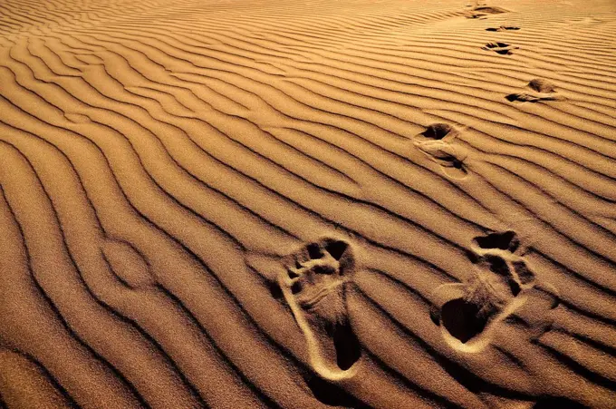 Footprints in golden Sand