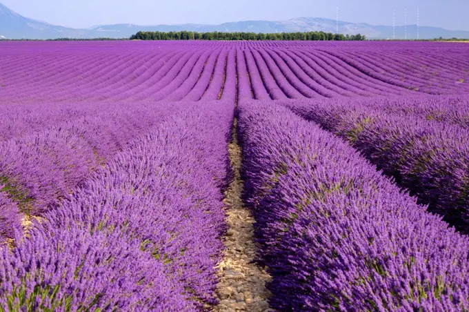 Lavender field in Valensole, Alpes-de-Haute-Provence, Provence-Alpes-Côte d'Azur, France.