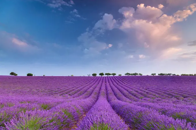 Sunrise in a lavender field, Valensole, Alpes-de-Haute-Provence, Provence-Alpes-Côte d'Azur, France.