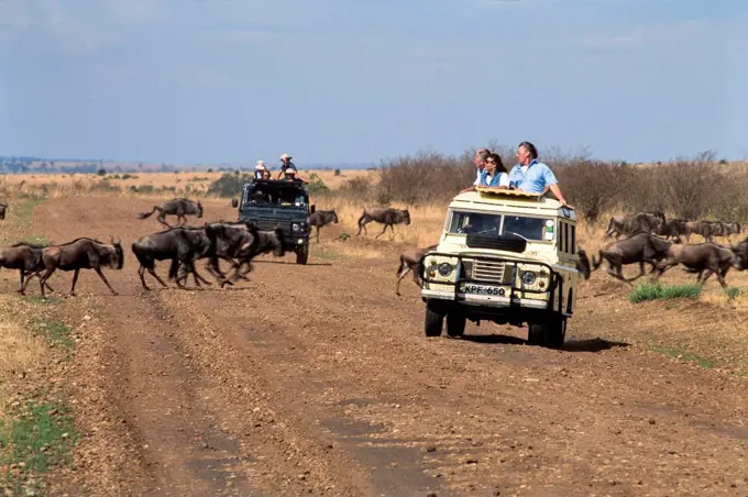 Safari Massai Mara Nationalpark, Kenya