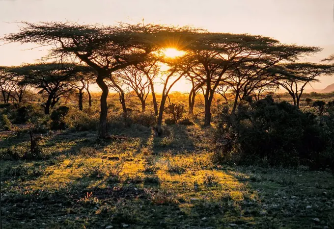 Sundown at the Massai Mara Nationalpark, Kenya