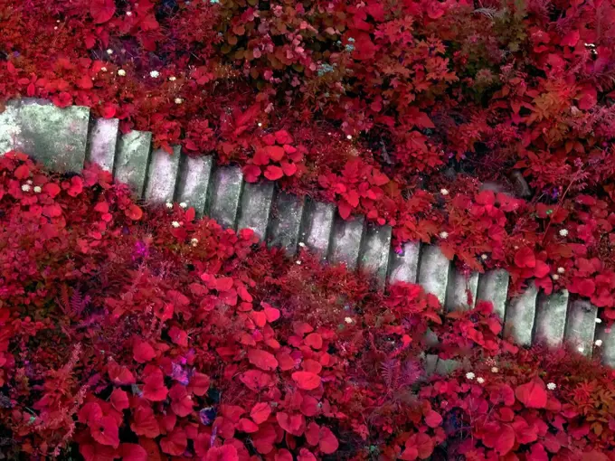 Artsy stairs among red leaves