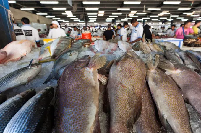 UAE, Dubai, Deira, Dubai Fish Market