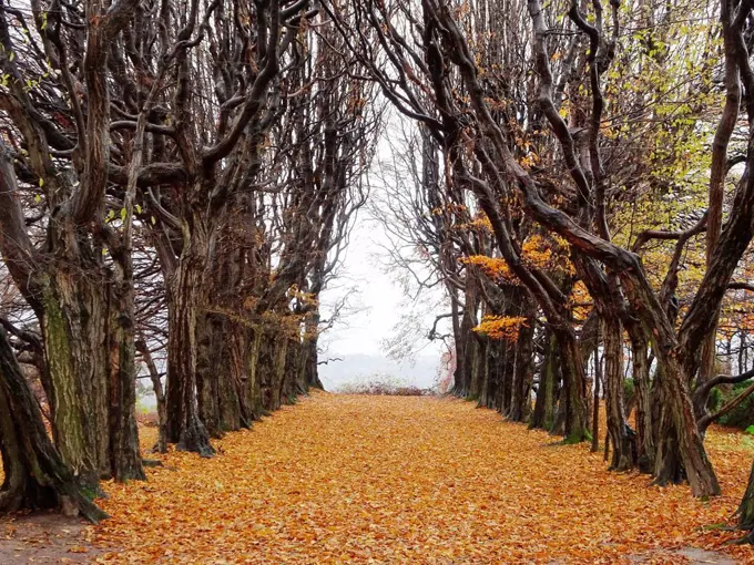 Valley of trees at fall, Mogilany Park, Poland