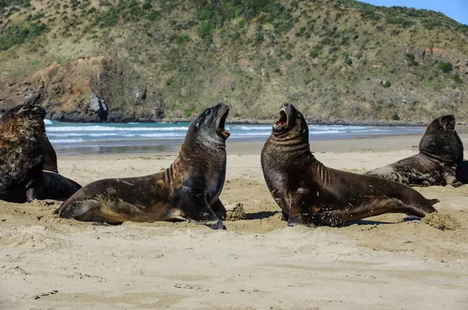 Hooker's Sea Lions (Phocarctos hookeri, ), Cannibal bay, the Catlins, South Island, New Zealand