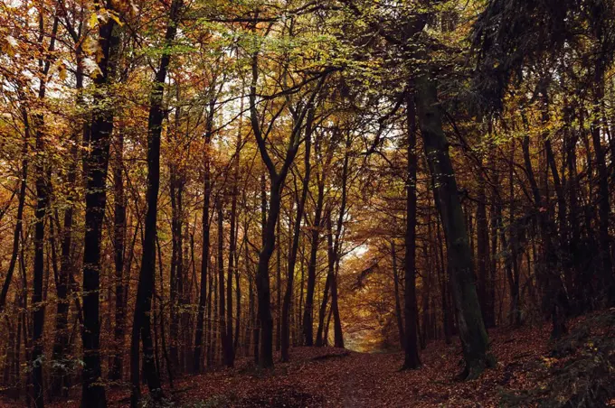 Autumn in the Teutoburg Forest.