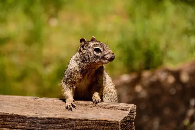 The USA, Utah, Washington county, Springdale, Zion National Park, Zion canyon, rock Squirrel, rock squirrel