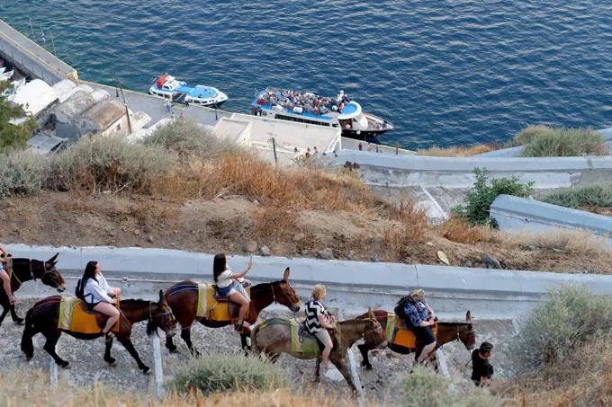 American tourists riding on donkeys from the crater edge to the harbour of Fira, island Santorin, the Aegean Sea, the Cyclades, Aegean islands, Greece