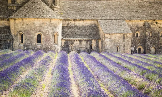 Senanque abbey, near Gordes, Provence, France