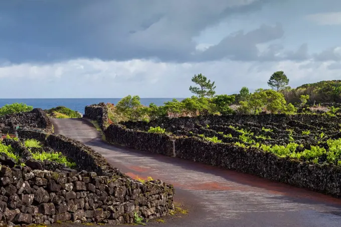 Portugal, Azores, Pico Island, Cabritos, country road