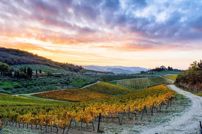 Farmhouse surrounded by vineyards at sunrise, Gaiole in Chianti, Siena province, Tuscany, Italy,