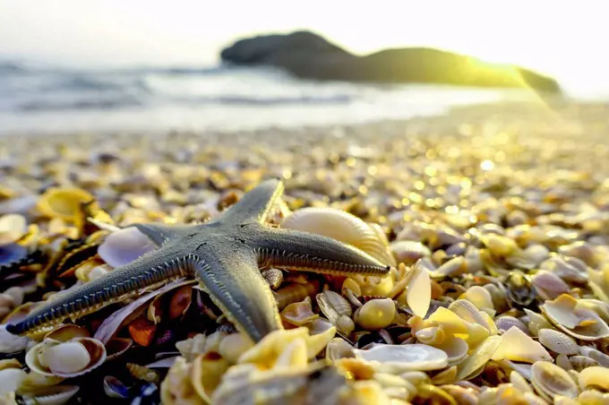 Shells and starfish on the beach
