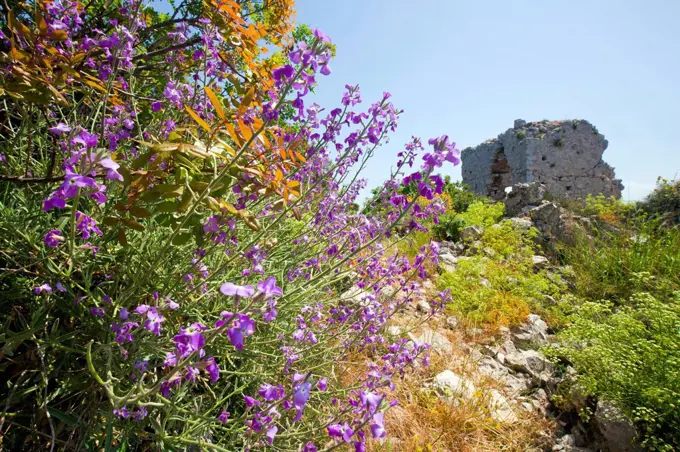 wild hoary stock in the ruin Paleo Kástro in Greece