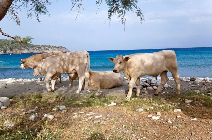 free-range cattle at the seashore in Greece