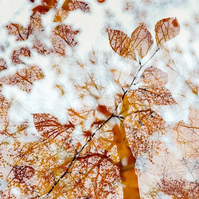 Autumn leaves in the forest in backlight, close-up