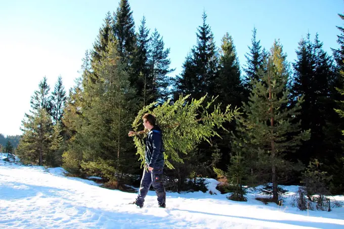 Man at the Christmas tree fetch, Christmas, Advent season, Christmas tree, Germany, Bavaria, Upper Bavaria, Werdenfels, Mittenwald,