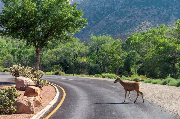 Deer on the road in Zion National Park, Utah, USA