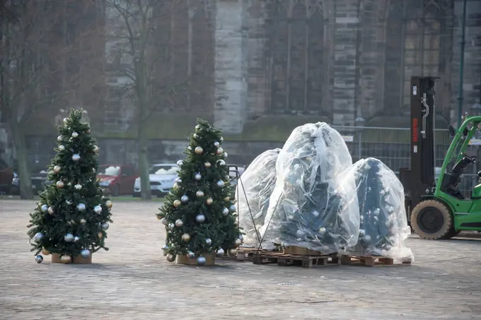 Decorated Christmas trees, wrapped Christmas trees, forklift, Magdeburg, Saxony-Anhalt, Germany