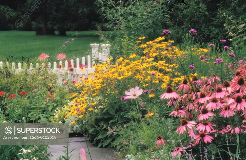 Cottage garden with a mixture of flowers, grasses and herbs showing a path and a white picket fence