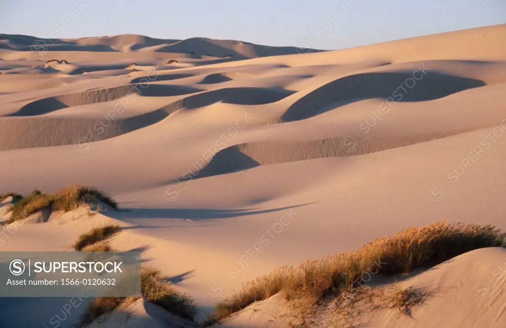 Coastal sand dunes. Oregon Dunes National Recreation Area. Southern Oregon, USA