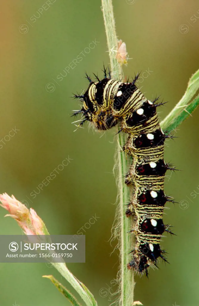 American painted lady Caterpillar (Vanessa virginiensis)