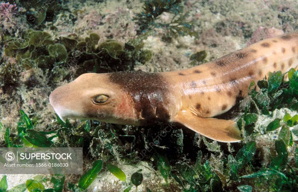 Collared carpet shark (Parascyllium collare). South Queensland to East Victoria (20-160 m.). Australia