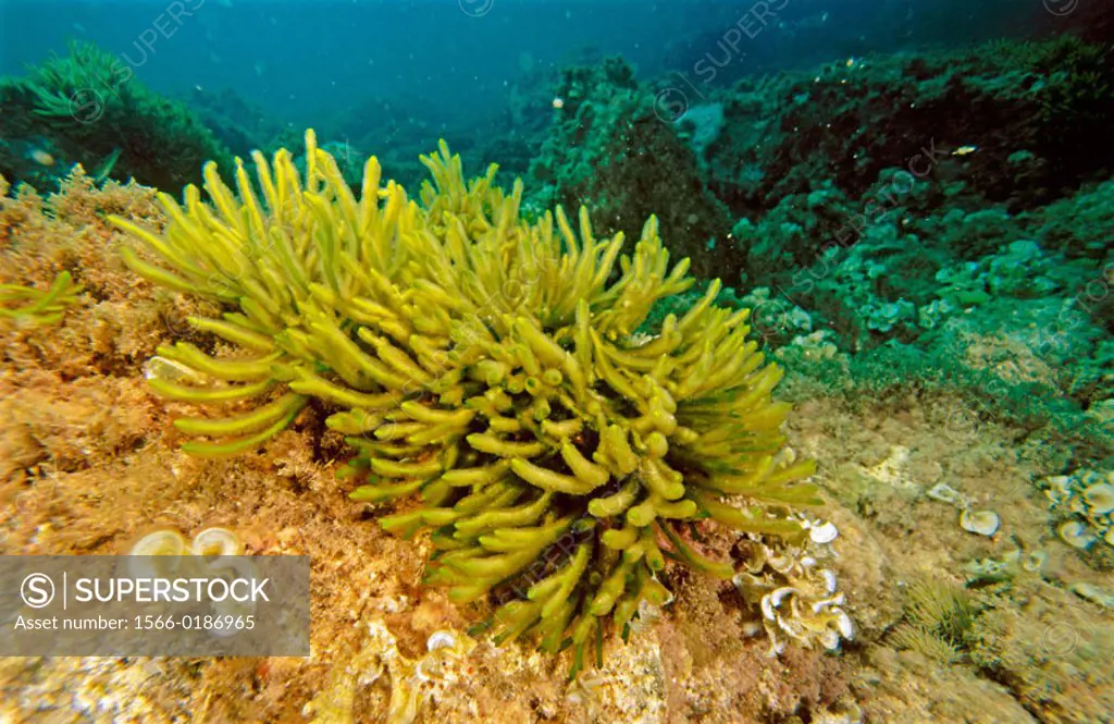 Green algae (Codium vermilara), Mediterranean Sea