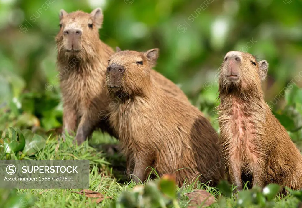 Capybara - Hydrochoerus hydrochaeris - Arte Fotográfico