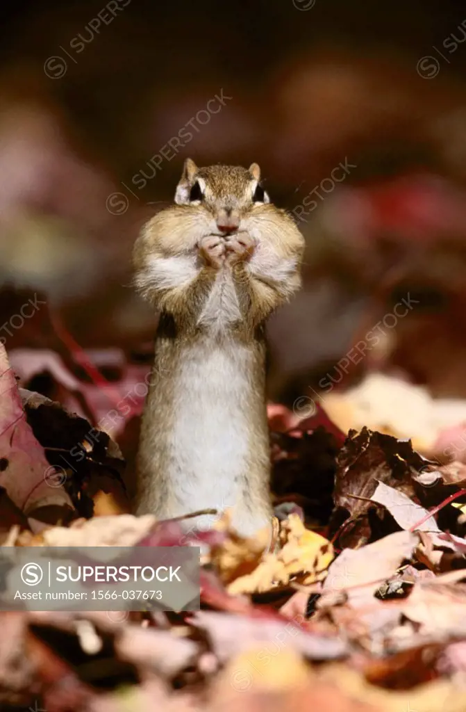 Eastern Chipmunk (Tamias striatus) feeding