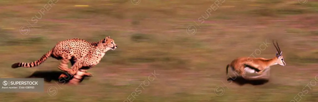 Cheetah chasing Gazelle