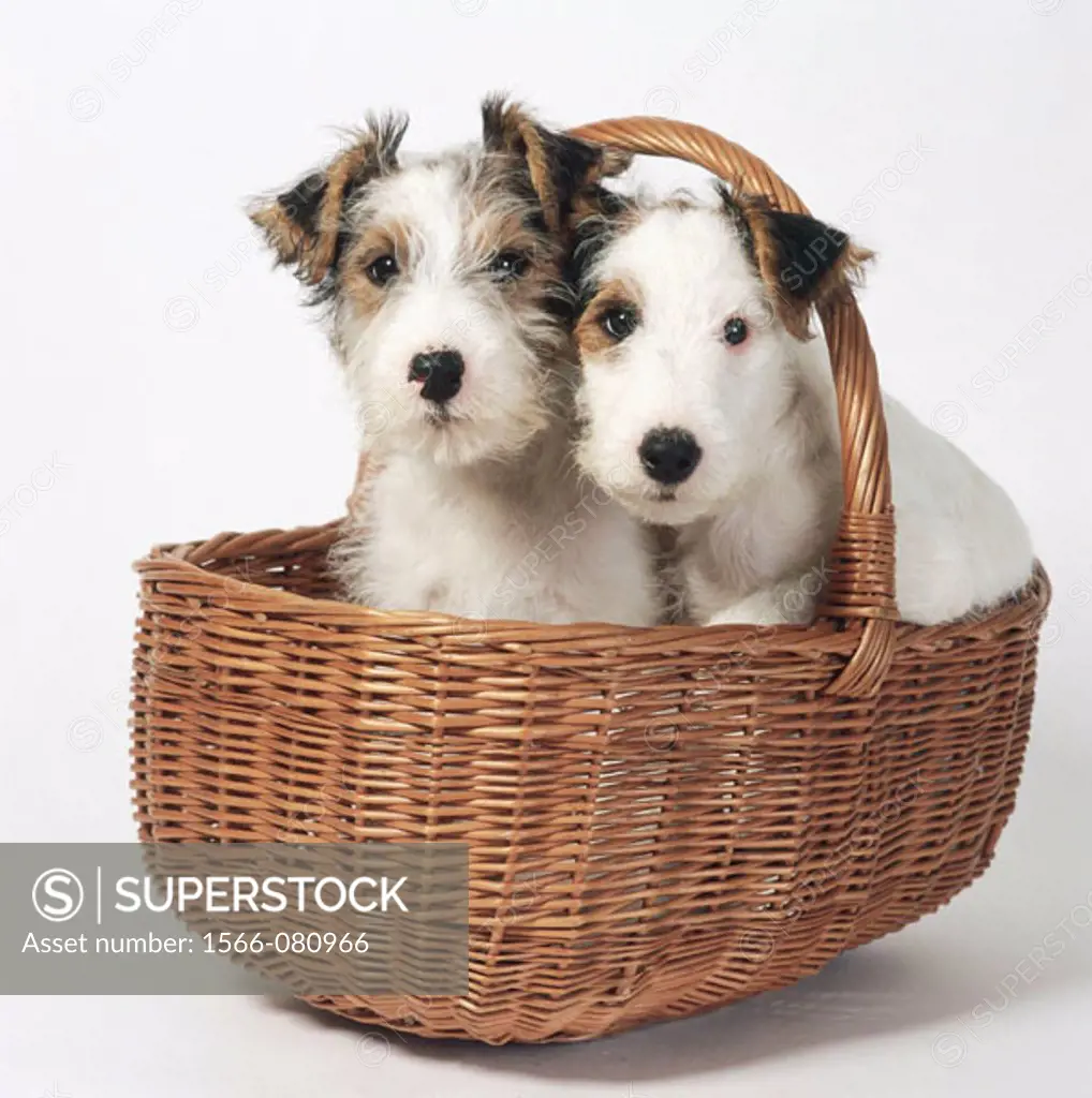 Jack russell store lakeland terrier cross