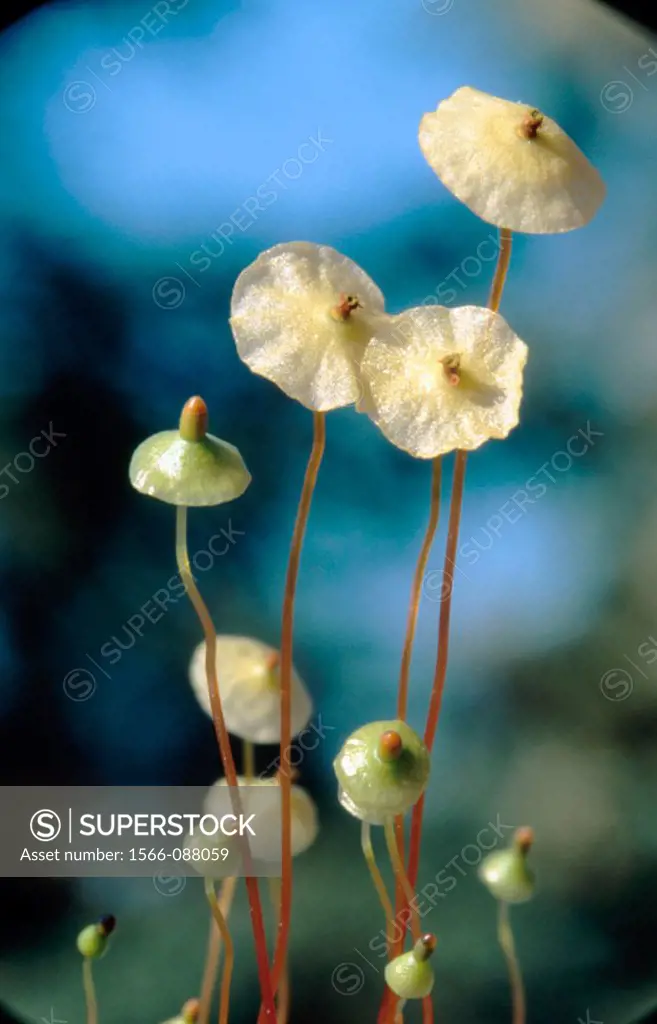 Moss (Splachnum luteum). Alaska, USA This moss grows on moose droppings (dung).  The center of the cap, or fruiting body contains spores.  Flies tran...