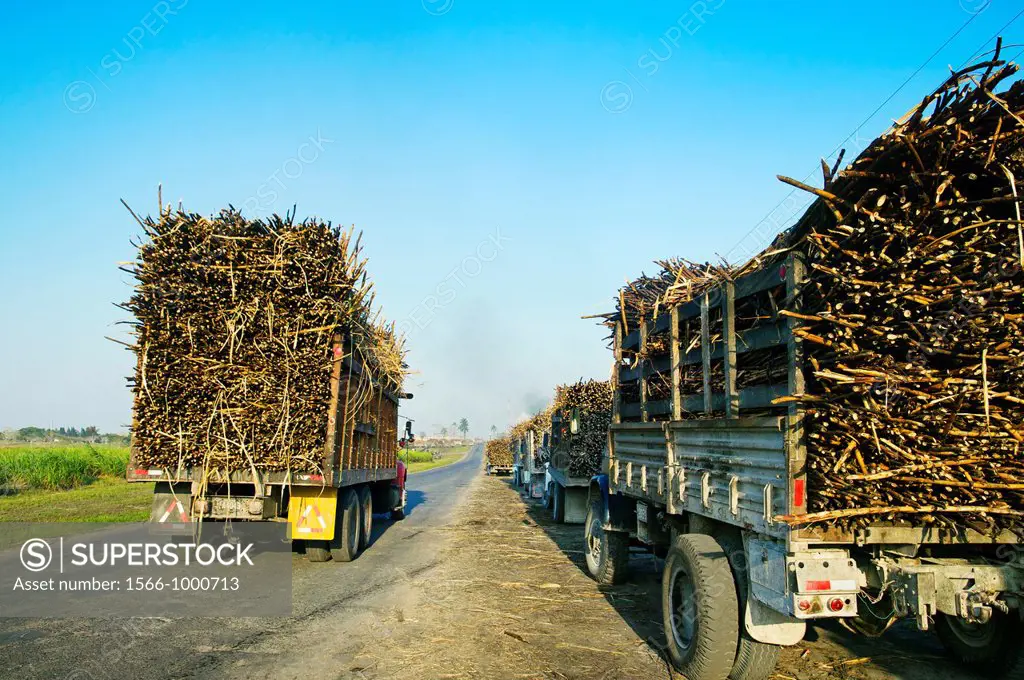 Sugar cane trucks head for sugar factory  Orange Walk District  Belize.