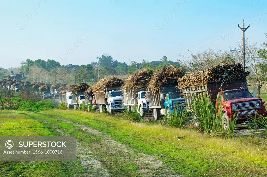 Sugar cane trucks head for sugar factory  Orange Walk District  Belize.