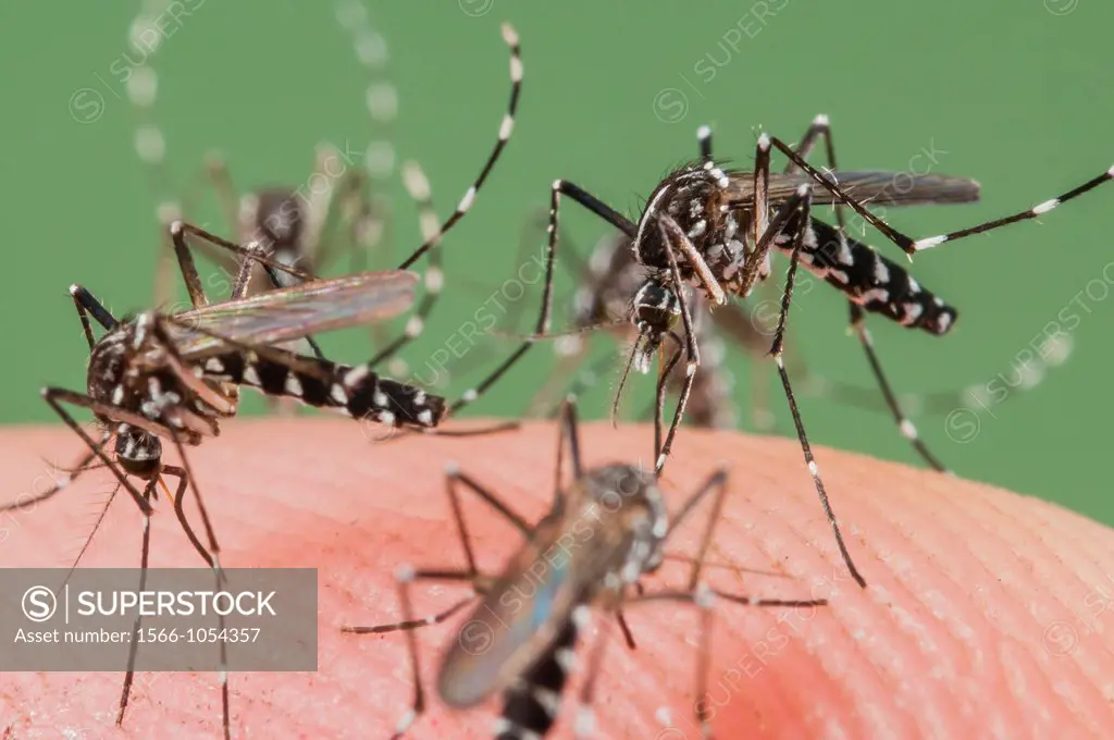 Female of the Asian Tiger Mosquito Aedes albopictus biting on human skin and bloodfeeding to generate a new egg batch  Invasive, potentially disease-c...