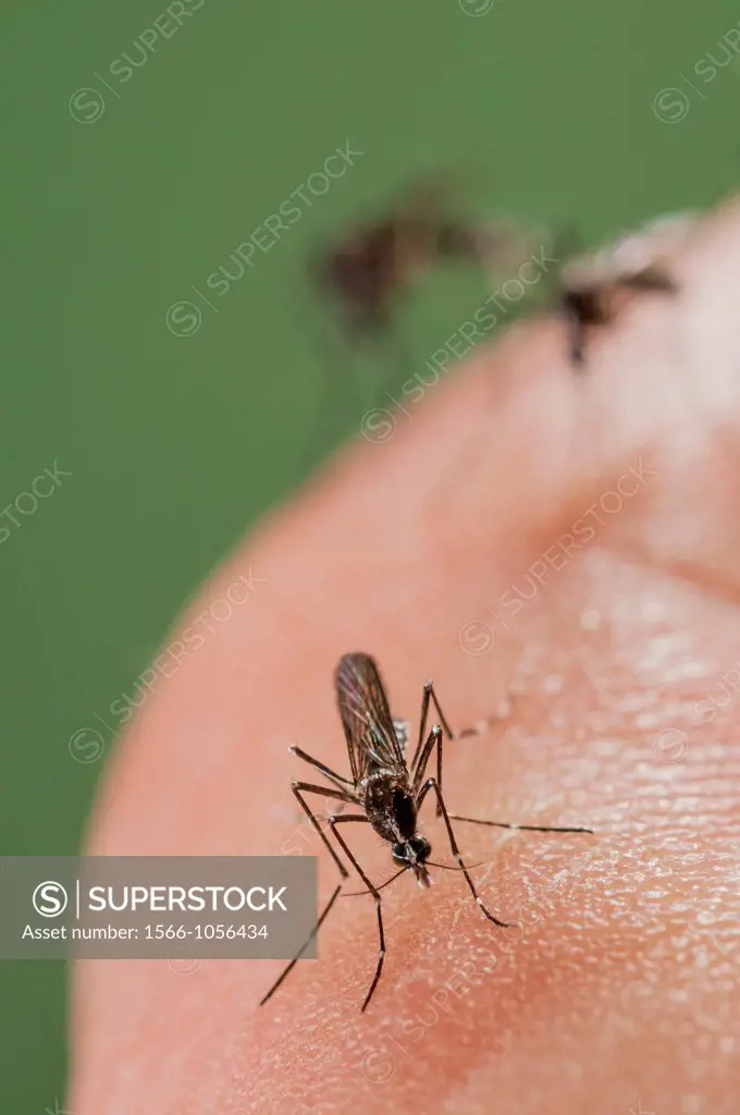 Female of the Asian Tiger Mosquito Aedes albopictus biting on human skin and bloodfeeding to generate a new egg batch  Invasive, potentially disease-c...