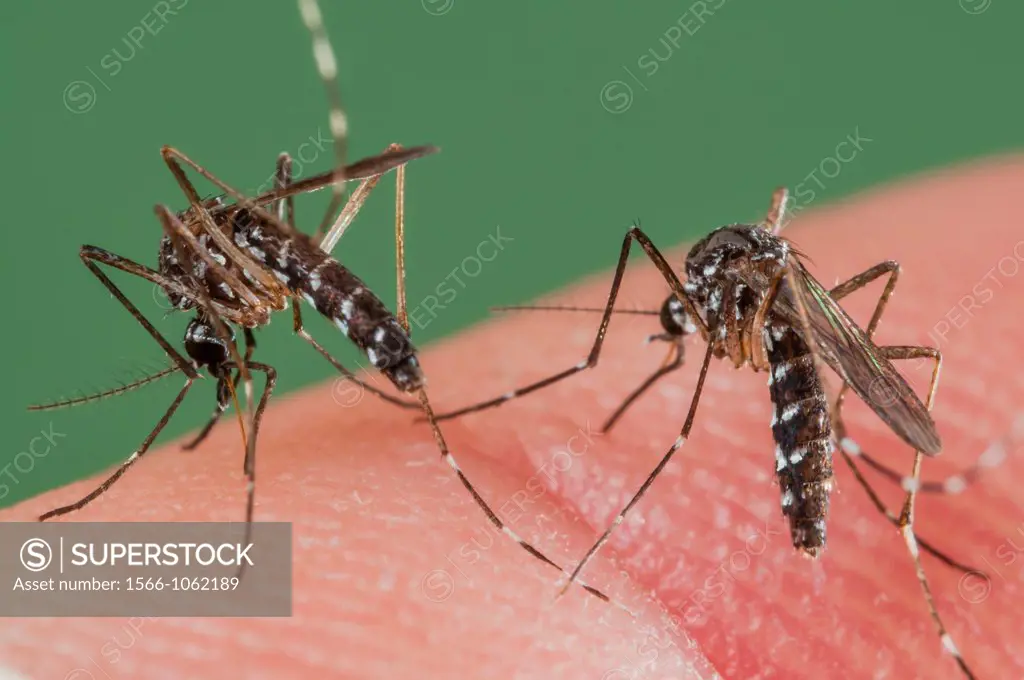 Female of the Asian Tiger Mosquito Aedes albopictus biting on human skin and bloodfeeding to generate a new egg batch  Invasive, potentially disease-c...