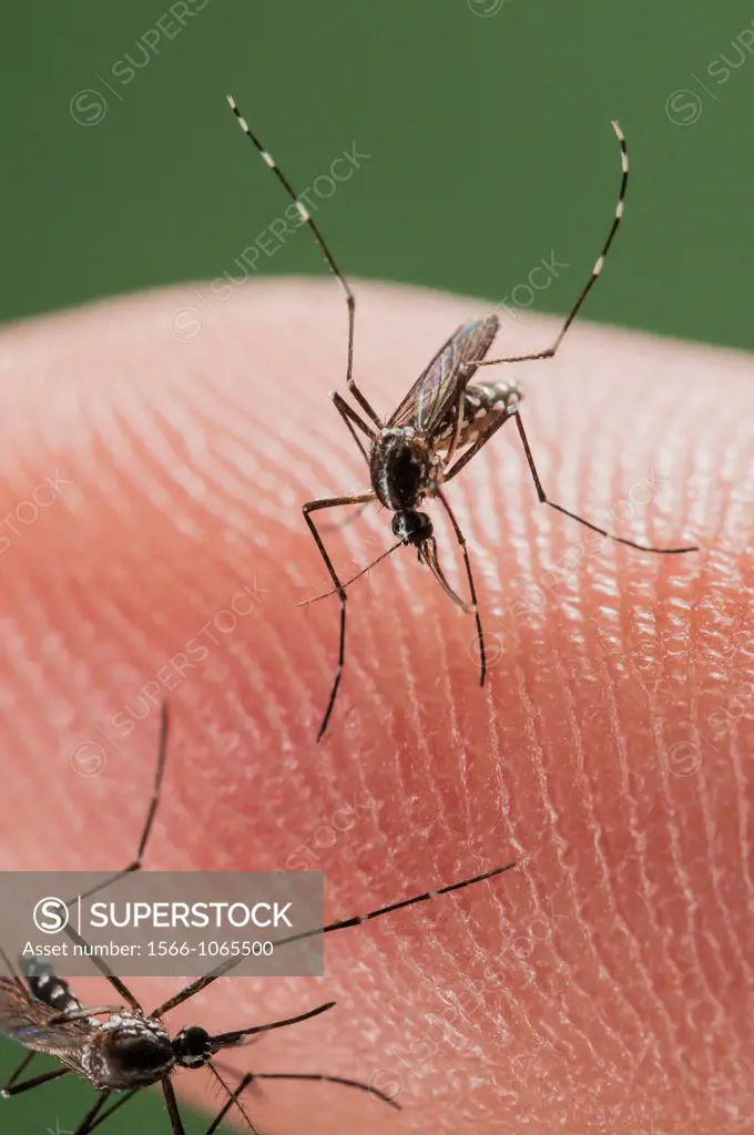 Female of the Asian Tiger Mosquito Aedes albopictus biting on human skin and bloodfeeding to generate a new egg batch  Invasive, potentially disease-c...