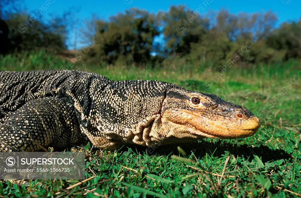 Water Monitor Lizard, varanus salvator, Adult standing on Grass