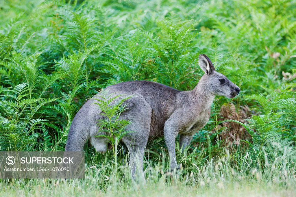 Eastern grey kangaroo Macropus giganteus, it is the second largest living marsupial and one of the icons of Australia The Eastern grey kangaroo is mai...