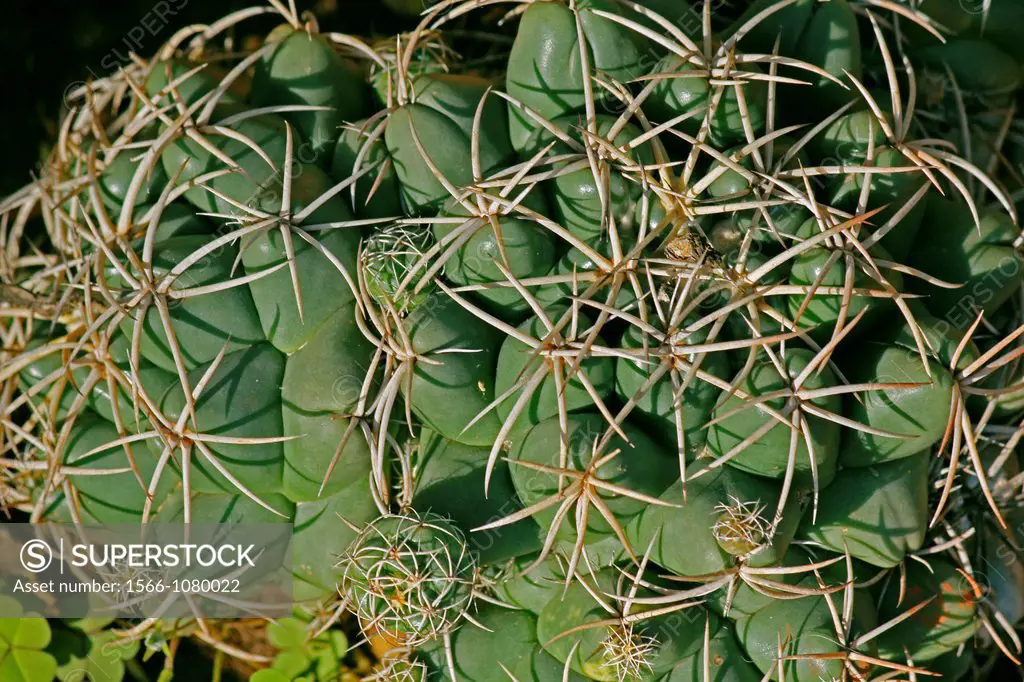 Twisted Barrel Cactus Ferocactus herrerae