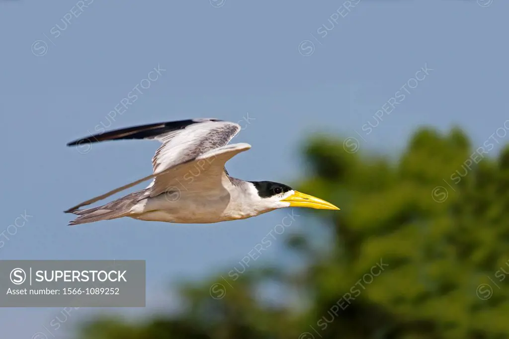 Brazil, Mato Grosso, Pantanal area, Large-billed Tern Phaetusa simplex