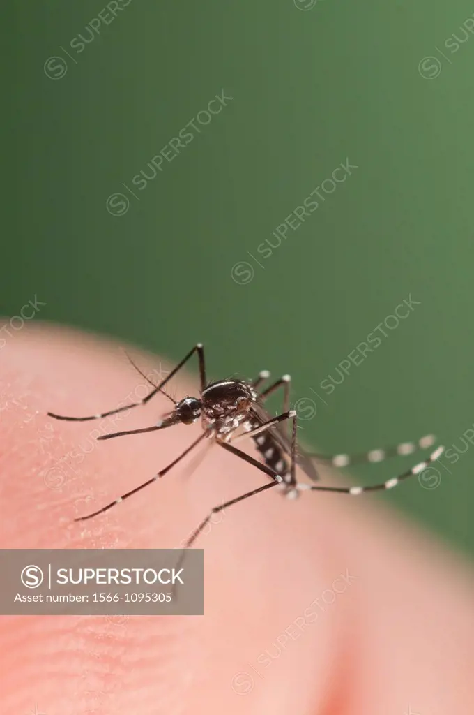 Female of the Asian Tiger Mosquito Aedes albopictus biting on human skin and bloodfeeding to generate a new egg batch  Invasive, potentially disease-c...